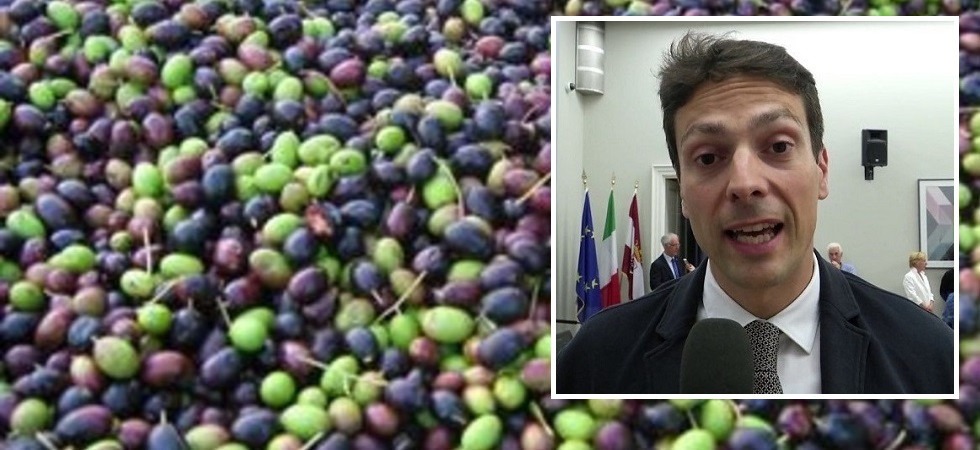 Perdita produzione olive, Zeni: “Dalla Pat indennizzi o burle?